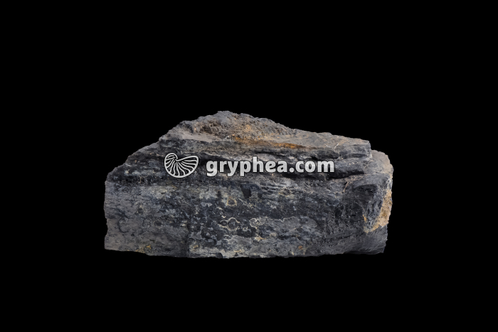 Houillle (Carrière de Graissessac, Hérault) - gryphea.com